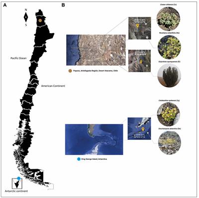 Commonalities between the Atacama Desert and Antarctica rhizosphere microbial communities